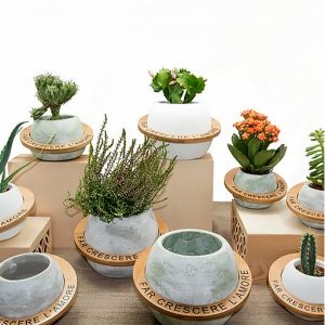 VASO PIANTE GRASSE TERRACCOTTA