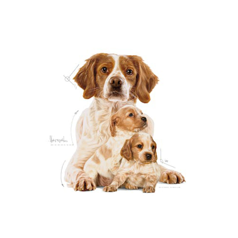 Royal Canin Medium Starter Mother & Babydog Crocchette per Cani - immagine 3