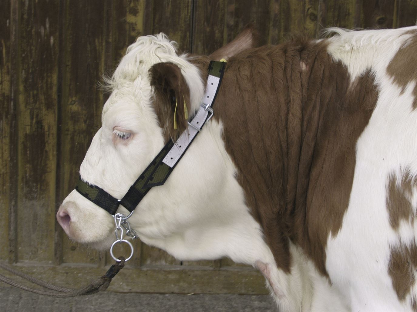 Cavezza per bovina con catena al mento - immagine 3