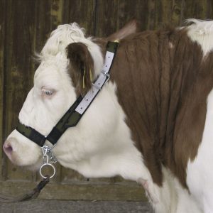 Cavezza per bovina con catena al mento