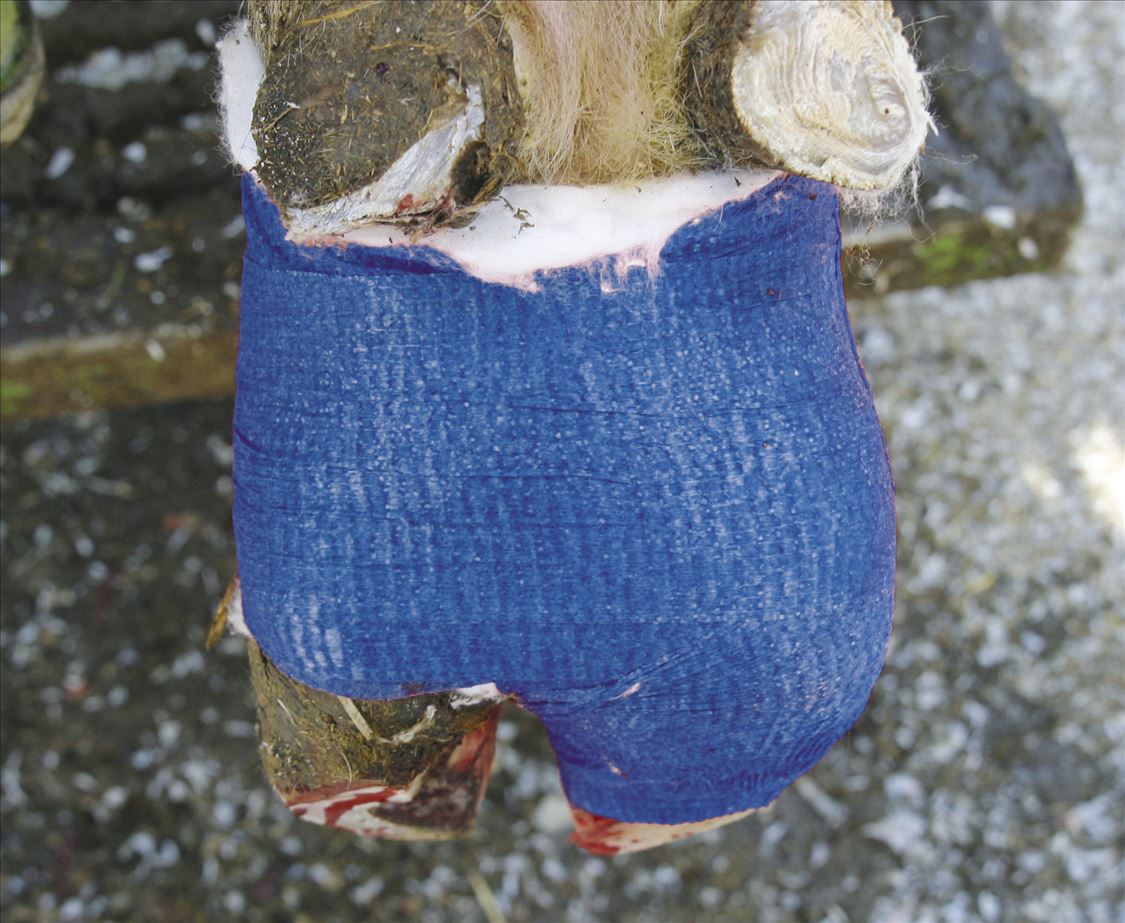 Bendaggio per zoccoli Vetlastic 7.5 cm - immagine 6