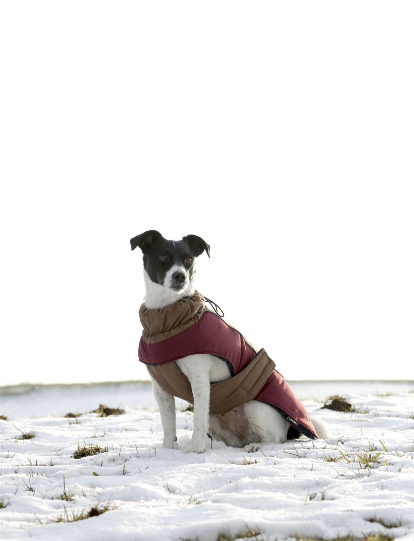 Cappotto per cani Royal Pets - immagine 6